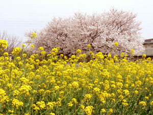 桜と菜の花③.jpg