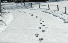 雪の足跡.jpg